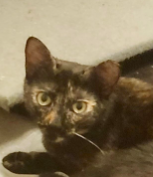 Kodiak (bonded w/ Chiniak)