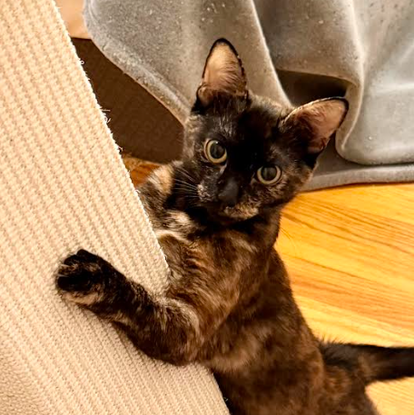 Kodiak (bonded w/ Chiniak), a cat for adoption from The Dancing Cat