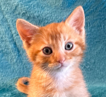 Boysenberry, Baby Domestic Short Hair / Mixed (short coat), cat for adoption in Cupertino, California