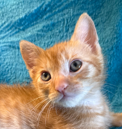 Huckleberry (bonded w/ Boysenberry), Baby Domestic Short Hair / Mixed (short coat), cat for adoption in Cupertino, California