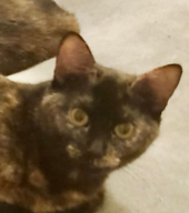 Chiniak (bonded w/ Kodiak)