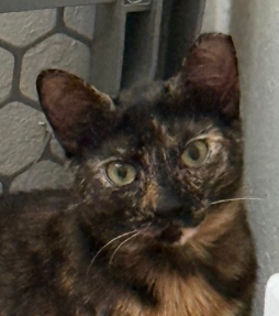 Chiniak (bonded w/ Kodiak), Adult Domestic Short Hair / Mixed (short coat), cat for adoption in Campbell, California