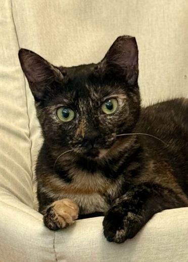 Chiniak (bonded w/ Kodiak)