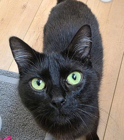 Gia