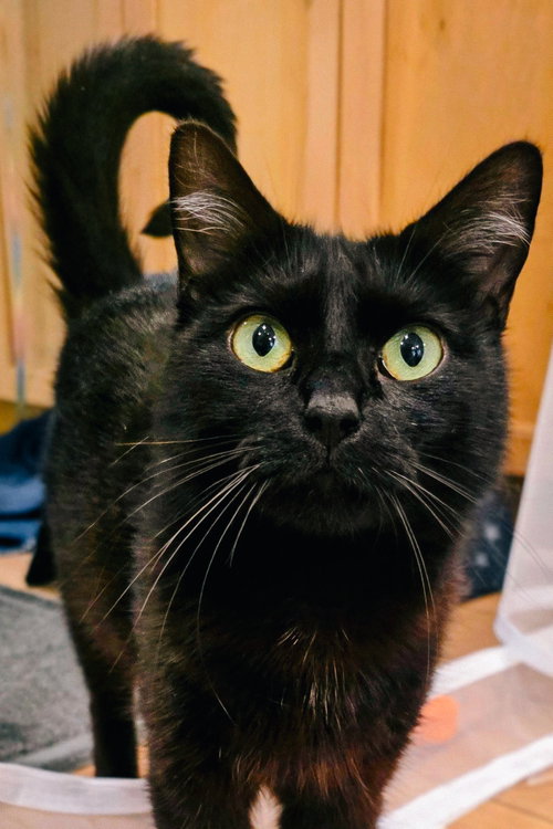 Gia, Adult Domestic Medium Hair / Mixed (medium coat), cat for adoption in Cupertino, California
