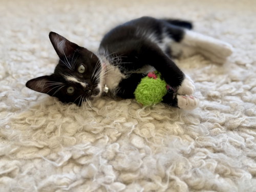 Lone Star, Baby Domestic Short Hair / Tuxedo / Mixed (short coat), cat for adoption in San Bruno, California