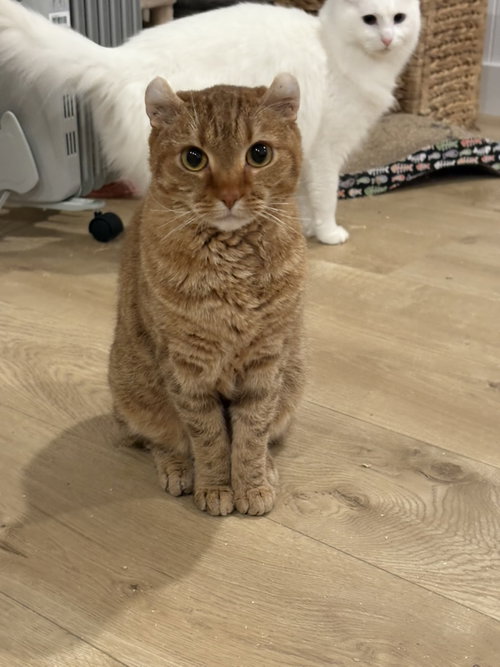 Boba (bonded w/ McFlurry)