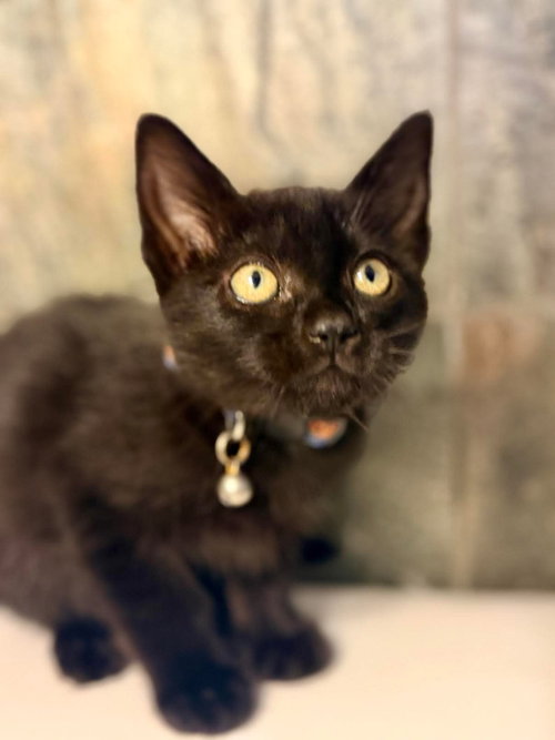 Drusilla, Baby Domestic Short Hair / Mixed (short coat), cat for adoption in San Bruno, California