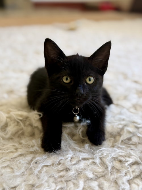 Drusilla