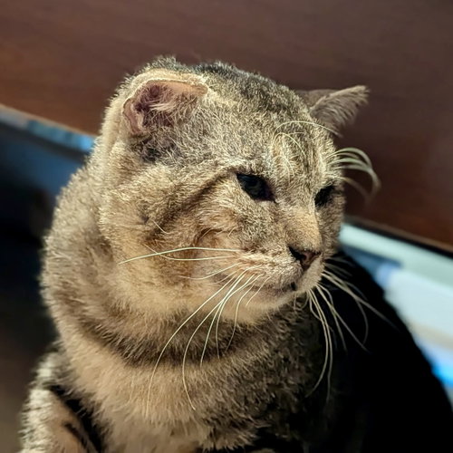 The Professor, a cat for adoption from The Dancing Cat