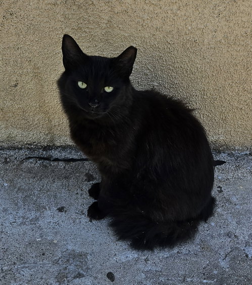 Chincholin (Courtesy Post), a cat for adoption from The Dancing Cat