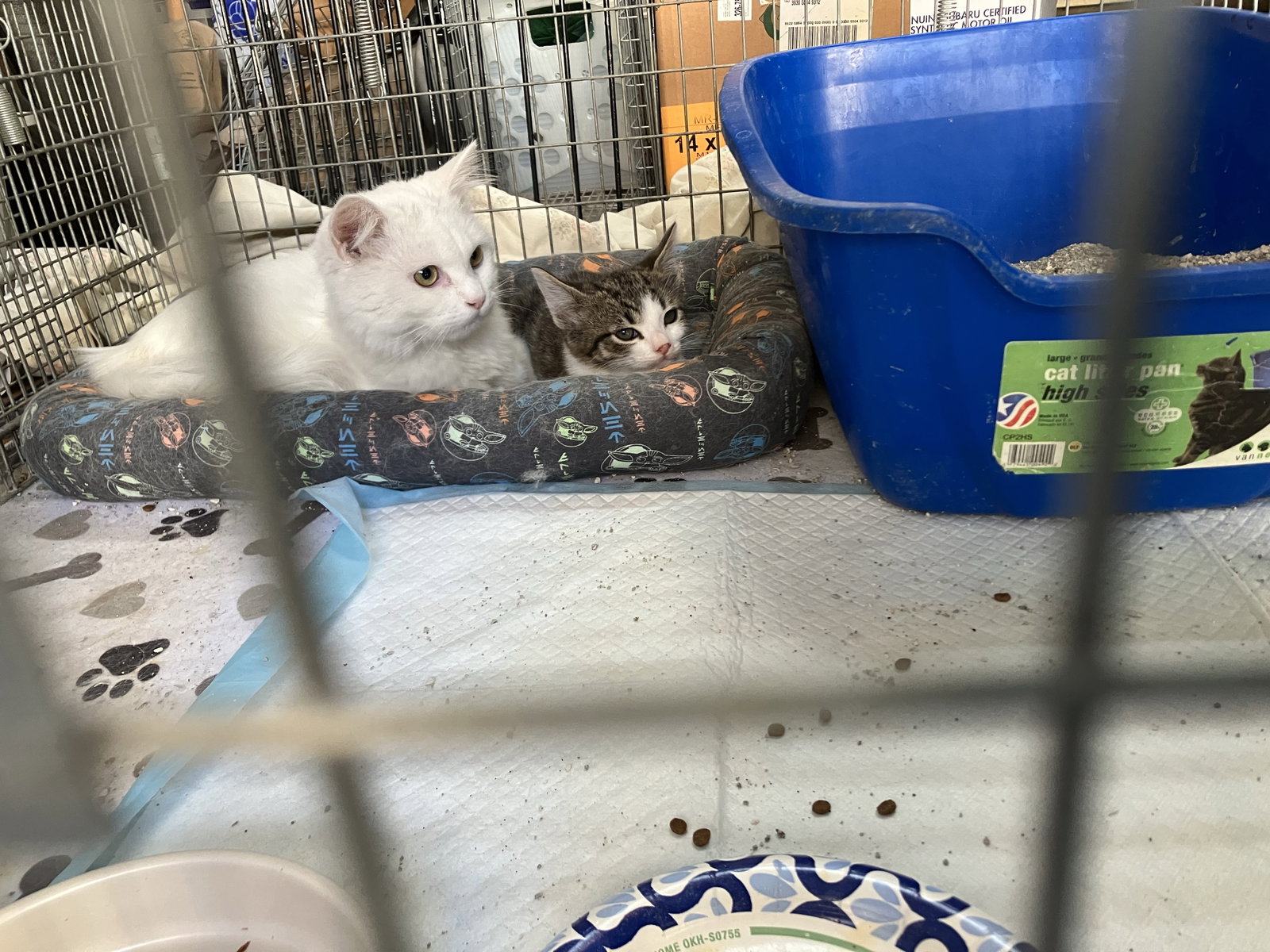 Oliver & Oscar (Coustesy Post), photo 7