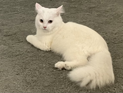 Oliver (Coustesy Post), an adoptable Domestic Short Hair in San Jose, CA