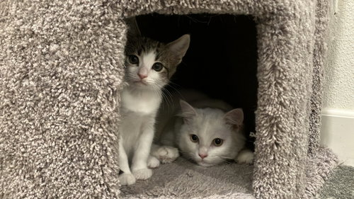Photo 5 of Oliver & Oscar (Coustesy Post)
