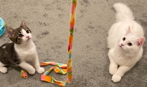 Oliver & Oscar (Coustesy Post), a cat for adoption from The Dancing Cat