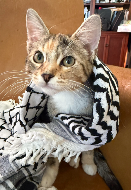 Dancer, a cat for adoption from The Dancing Cat