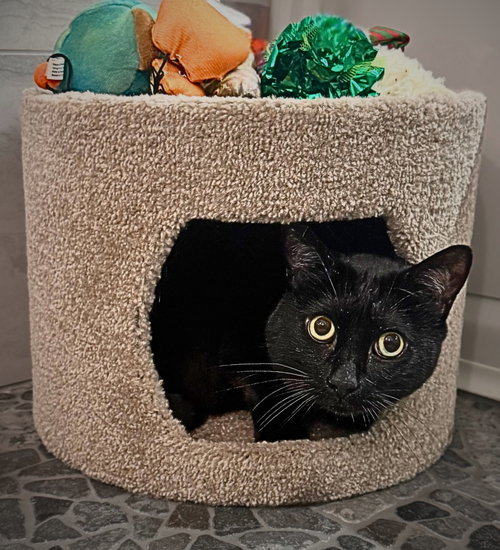 Smoov (Courtesy Post), an adoptable Domestic Short Hair in San Jose, CA