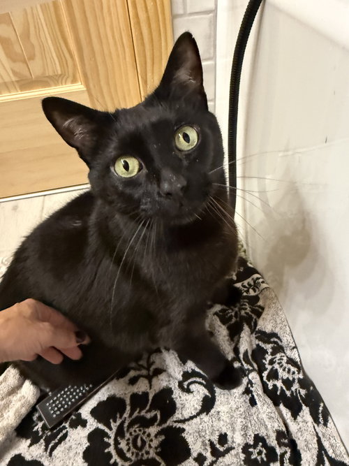 Smoov (Courtesy Post), Domestic Short Hair / Mixed (short coat)