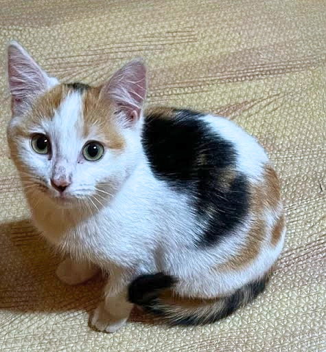 Mimi (Courtesy Post)