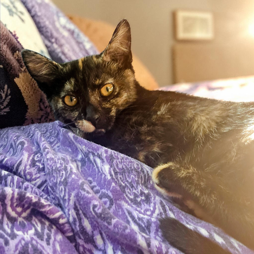 Betty Girl, Baby Domestic Short Hair / Mixed (short coat), cat for adoption in Union City, California