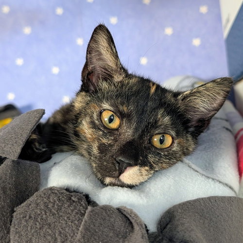 Betty Girl, a cat for adoption from The Dancing Cat