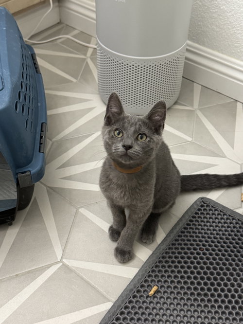 Alan Boy