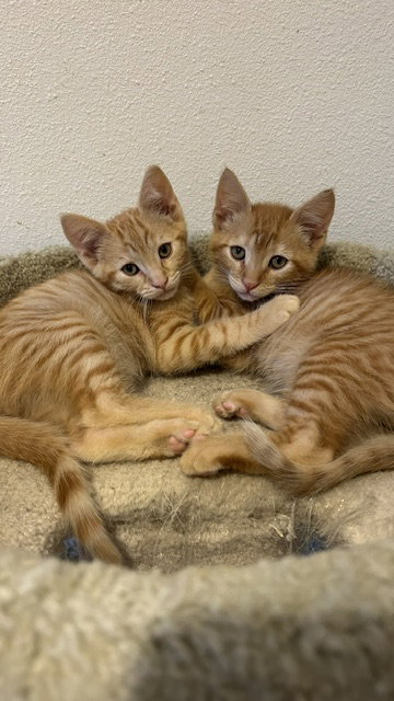 Cody & Webster (Courtesy Post), Adult Domestic Short Hair / Mixed (short coat), cat for adoption in Campbell, California