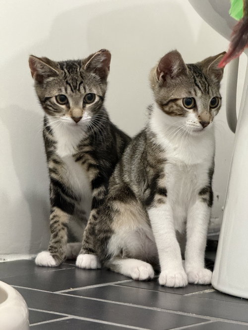 Dark Marble & Light Marble, Adult Domestic Short Hair / Mixed (short coat), cat for adoption in Hayward, California