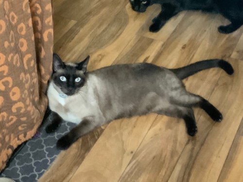 Pudding (Courtesy Post), Adult Siamese / Domestic Short Hair / Mixed (short coat), cat for adoption in Hayward, California