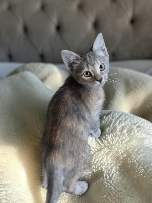 Avea, an adoptable Dilute Calico in San Jose, CA