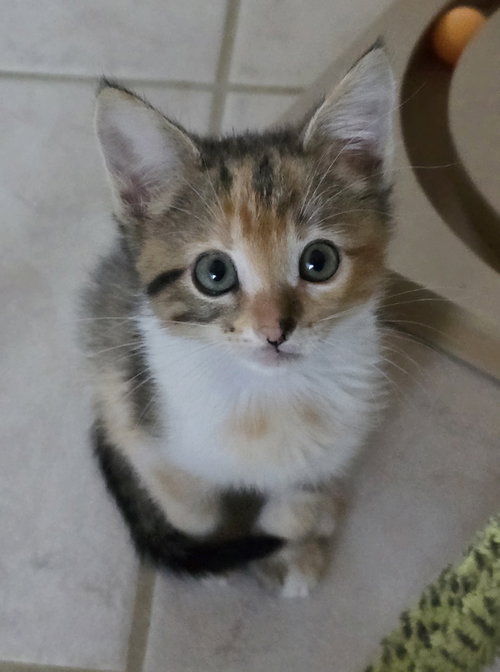 Alena, an adoptable Calico in San Jose, CA