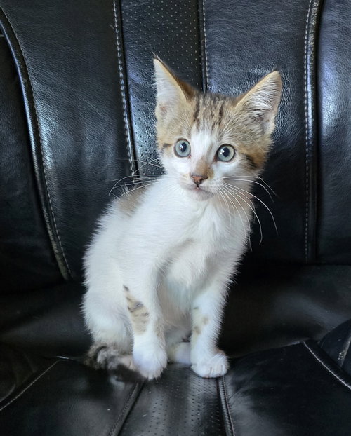 Pacman, an adoptable Domestic Short Hair in San Jose, CA