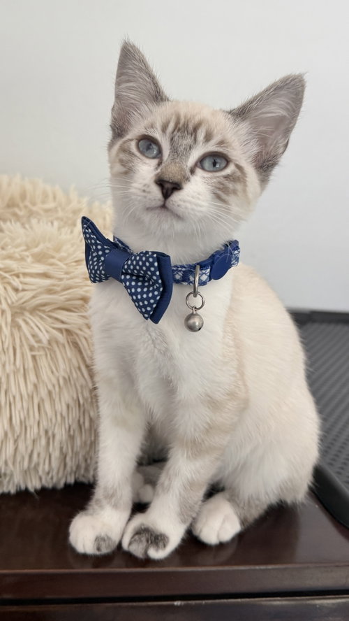 Diggersby