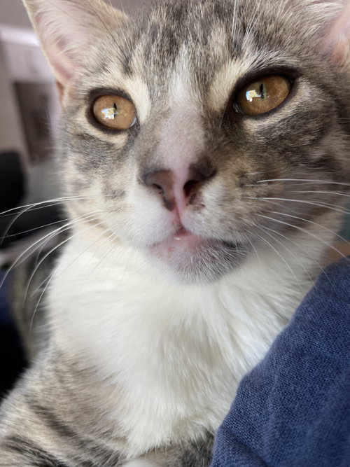Photo 3 of Darling Clementine (bonded w/ Magik)