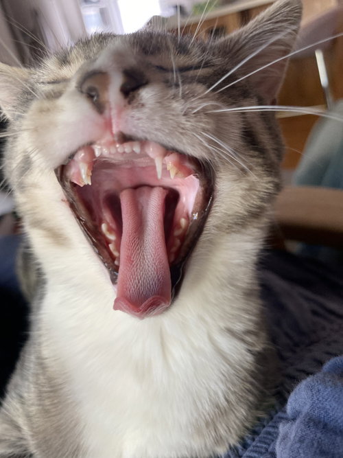 Photo 4 of Darling Clementine (bonded w/ Magik)