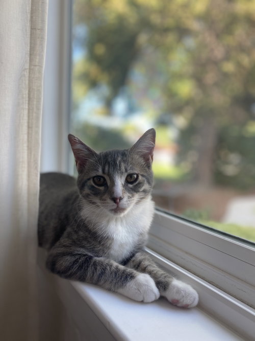 Photo 5 of Darling Clementine (bonded w/ Magik)