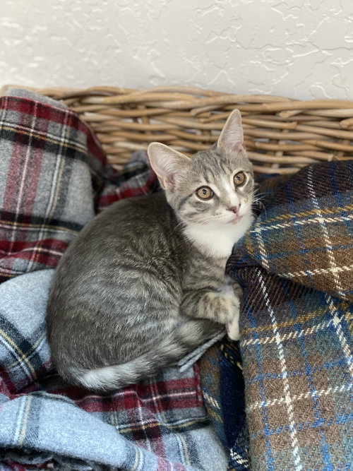 Photo 6 of Darling Clementine (bonded w/ Magik)
