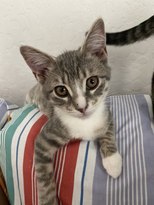 Darling Clementine (bonded w/ Magik), a cat for adoption from The Dancing Cat