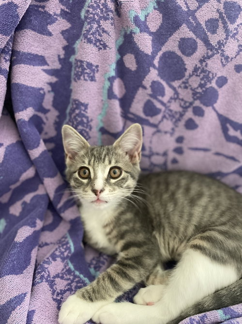 Photo 2 of Darling Clementine (bonded w/ Magik)