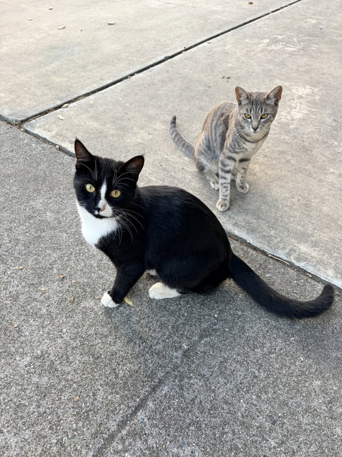 Earl & Gray