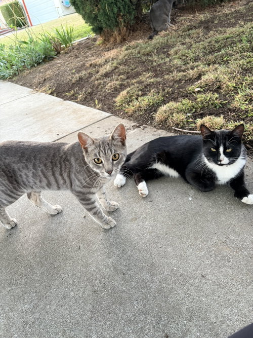 Earl & Gray photo 5