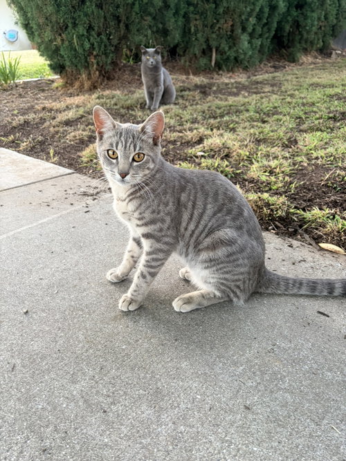 Earl & Gray photo 6