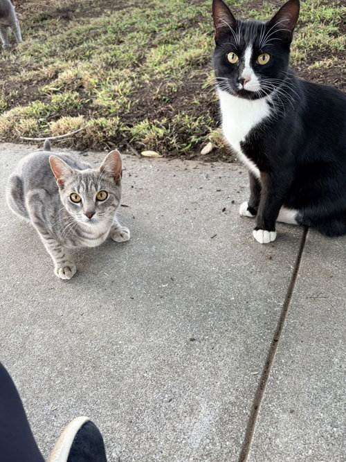 Earl & Gray photo 7