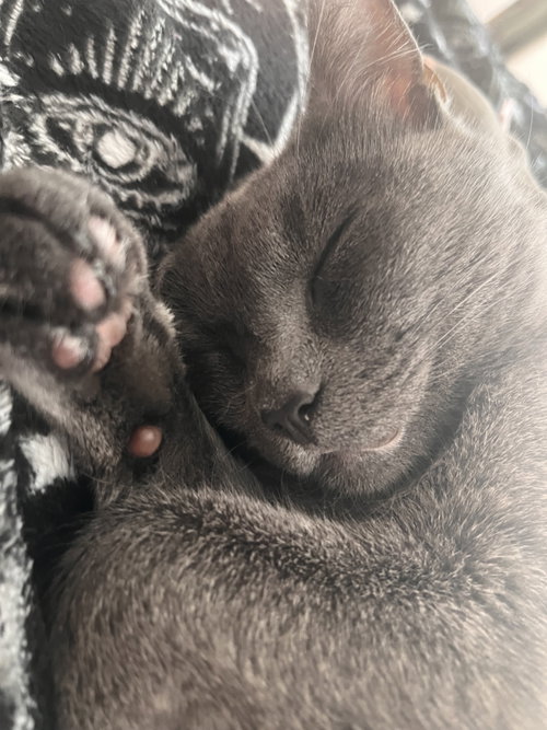 Zelda photo 2