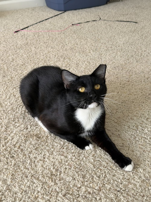 Nico, a cat for adoption from The Dancing Cat
