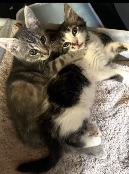 Chloe & Zoe (Courtesy Post), a cat for adoption from The Dancing Cat