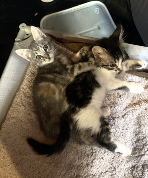 Photo 2 of Chloe & Zoe (Courtesy Post)