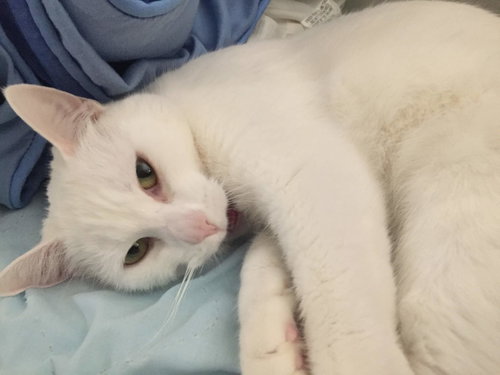 Minnie (Courtesy Post), a cat for adoption from The Dancing Cat