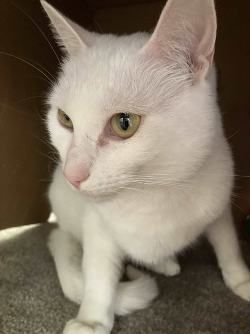 Photo 2 of Minnie (Courtesy Post)
