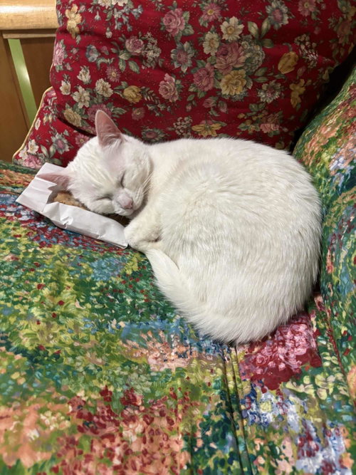 Photo 3 of Minnie (Courtesy Post)